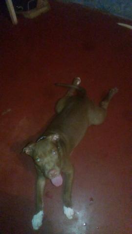 Vendo pitbull 300$