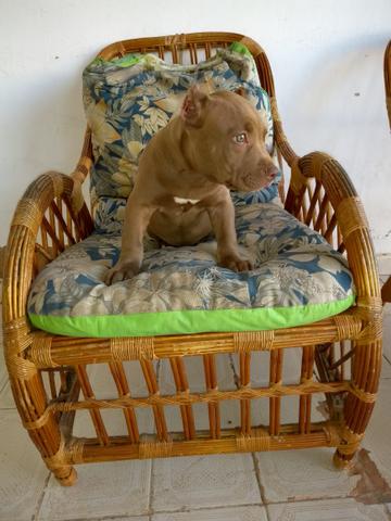 American Pitbull Terrier com pedigree cbkc