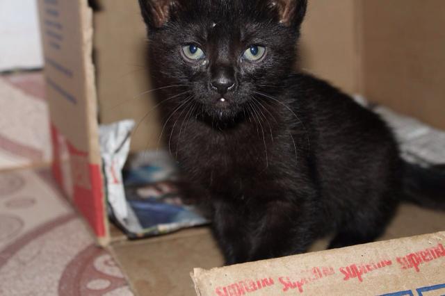 Doaçao de gatinha fêmea