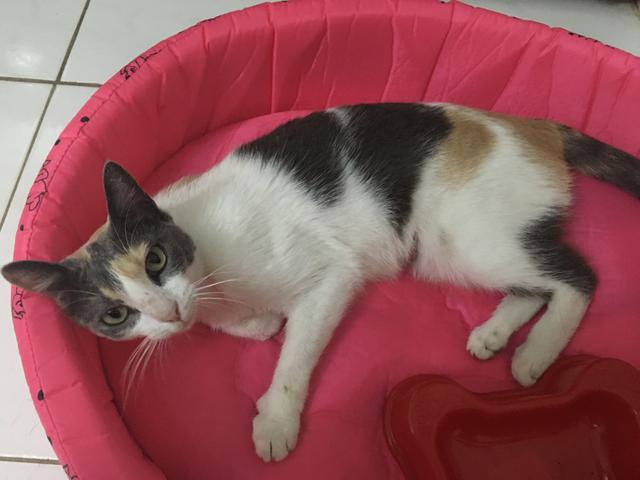 Gata paçoca para adoção