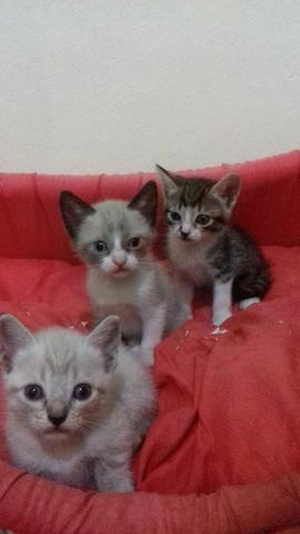 Gatos para doação urgente
