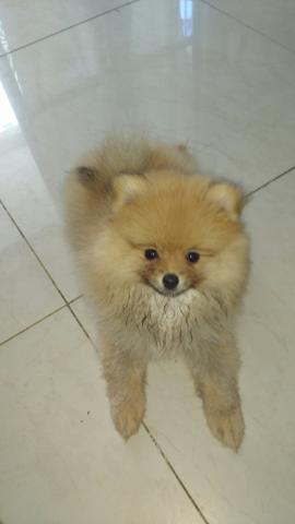 Lulu da Pomerânia (fêmea)