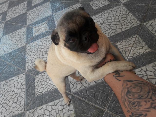 PUG Fêmea