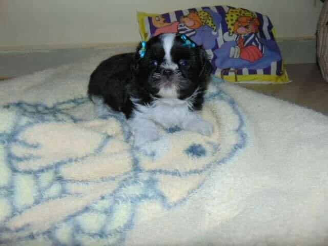 Shih tzu femea 50 dias em 12x