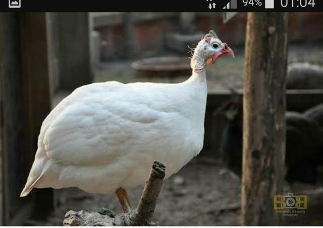 Vende se.Guiné. galinha de Angola albino legitimo