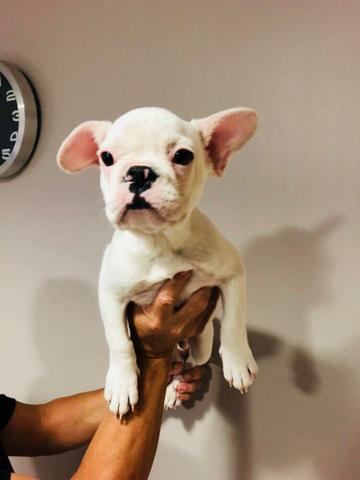 Bulldog francês