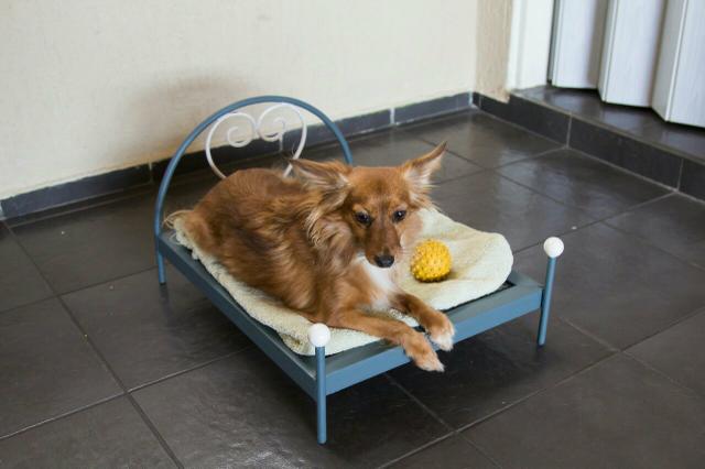 Cama metálica para Pets