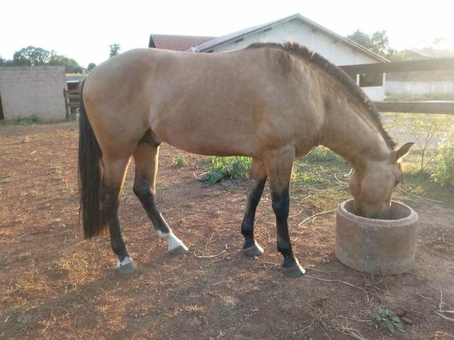 Cavalo crioulo garanhao com dok