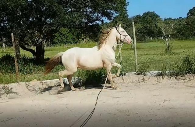 Lindo Cavalo Lusitano Isabel Amarilho PSL, 2 anos, Inteiro
