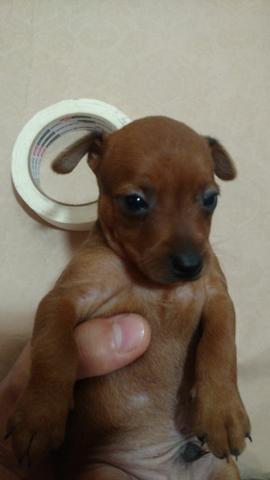 Pinscher