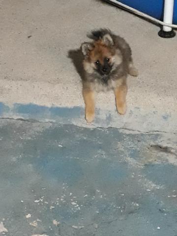 Spitz alemão anao VENDO