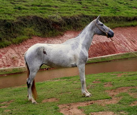 Egua pampa Mangalarga registrada - Parcelada