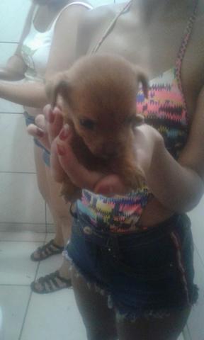 Pincher número1 25 dia Zap