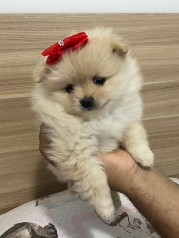 Spitz Alemão Fêmea