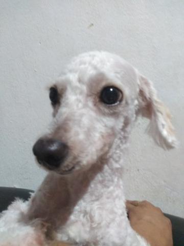 Vendo poodle fêmea porte pequeno