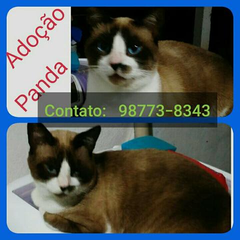 Adote Panda