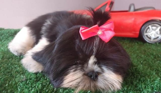 Femea de Shihtzu com 2 doses de vacina importada - vendo ou troco