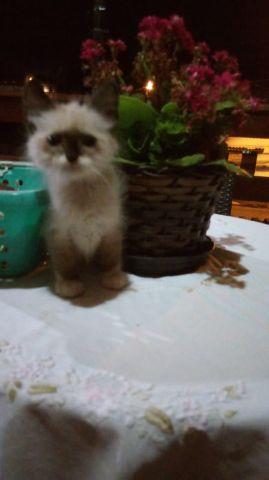 Gato macho sagrado da birmania  cada