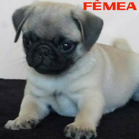 Pug feminha otimo preço