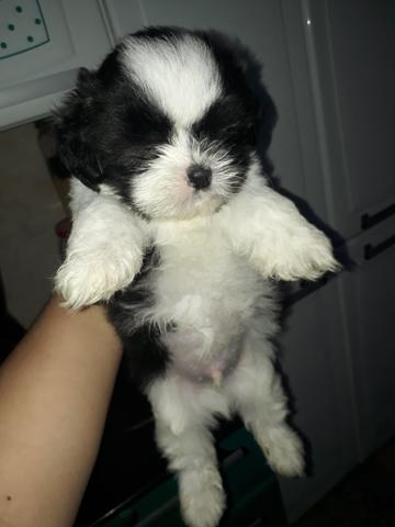 Machinho de lhasa apso