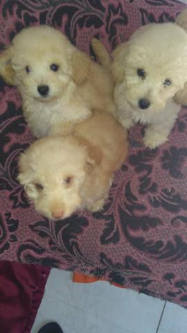 Poodle na promoção