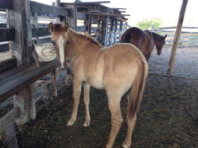 Potro 1/2 sangue manga larga machador