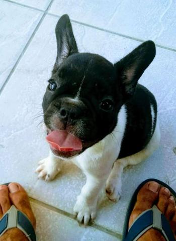 Bulldog Francês