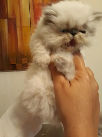 Colour Point Persa /himalaio