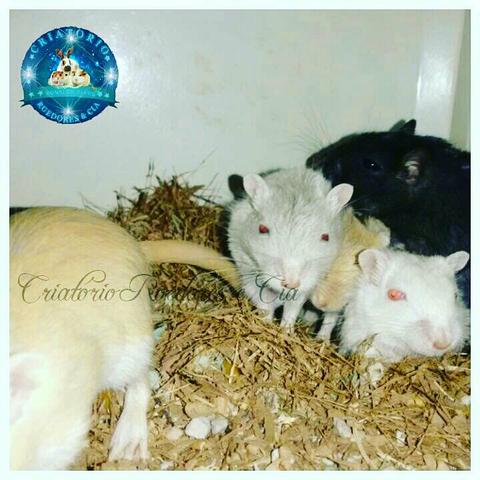 Criatório Roedores e Cia está com lindos gerbils animais a partir de 