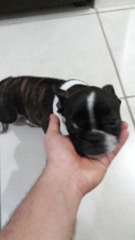 Bulldog Francês