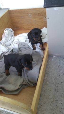 Cachorrinhas Pinscher