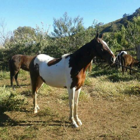 Lote 2x1 marcha picada