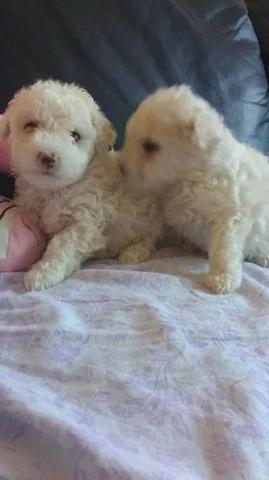 Poodle toy fêmea e macho