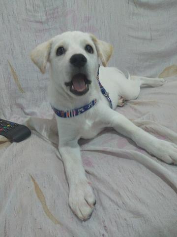 Vendo ou troco, urgente