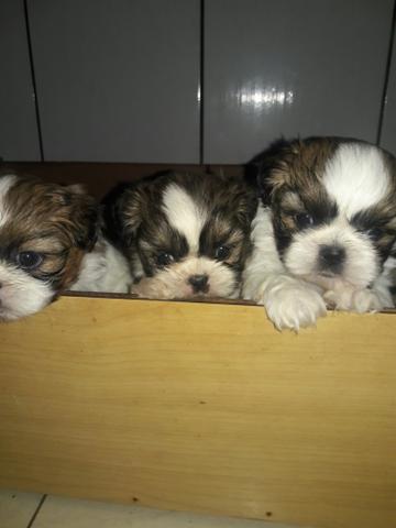 Barbadaa para dia dos pais