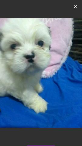 Compro Shitzu no cheque