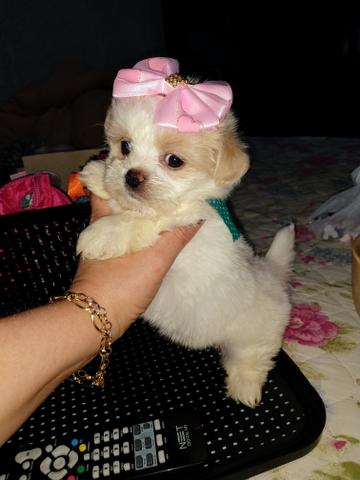 Lhasa Apso fêmea só 799