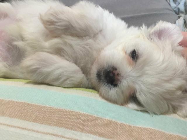 Lindissima fêmia maltes tamnho micro ja pronta entrega ???