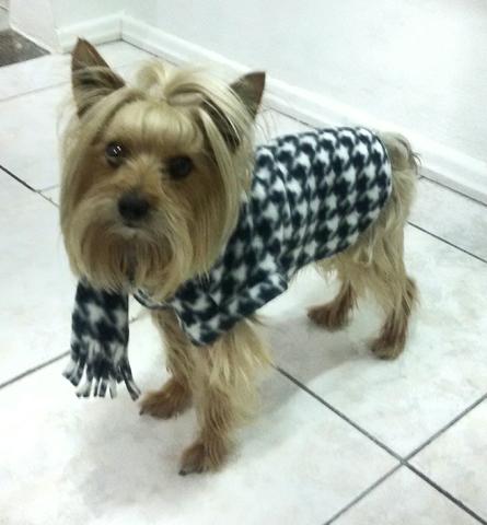 Roupinhas Pet cães e gatos