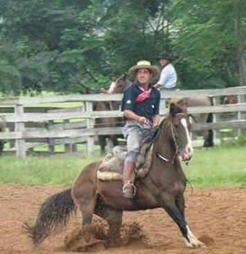 Égua crioula top de laço