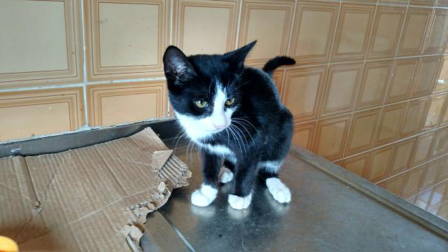 Para adoção responsável - Varginha