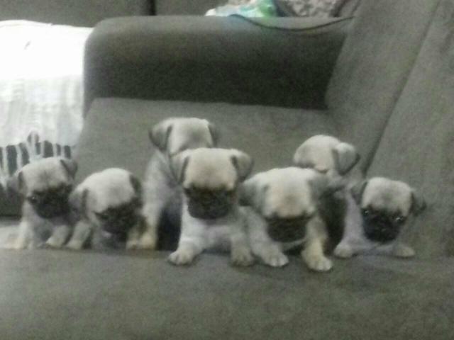 Pug macho 5x sem juros