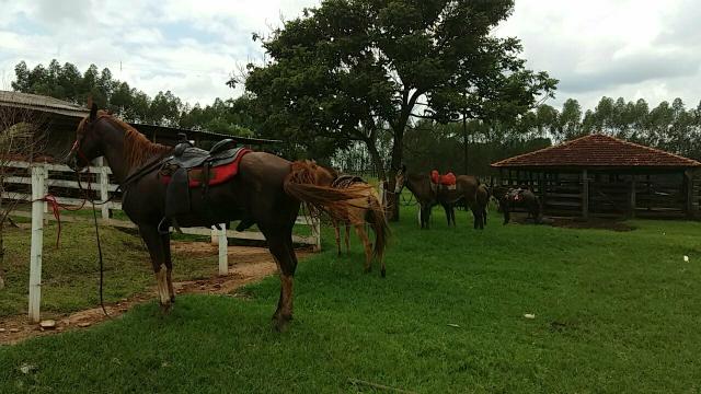 Compro sela ou arreio inconpleto faltando estribo barrigueira