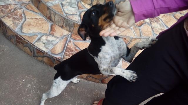 Fox Paulistinha Fêmea