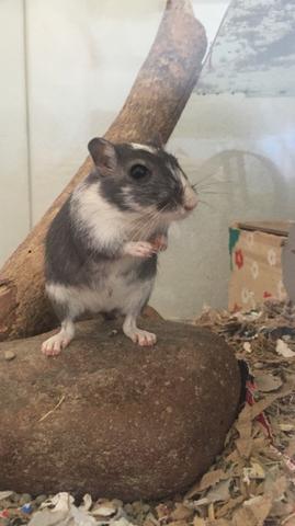 Doação responsável