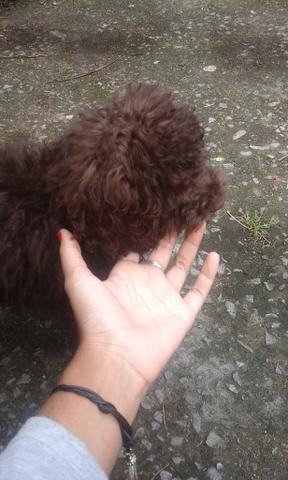 Poodle Tipo 1