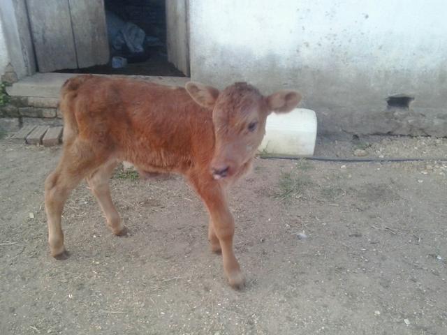 Vendo terneiro macho