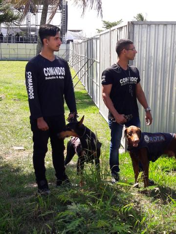 Adestramento de cães de guarda