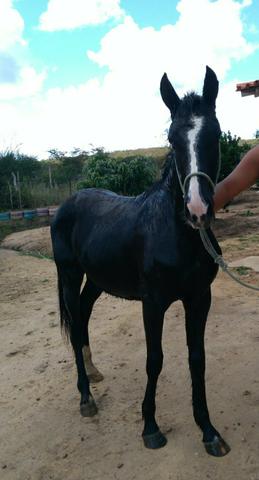 Cavalo macha picada 1 ano 5 mês