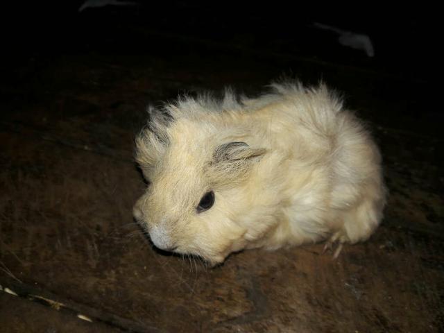 Porquinho da india bb peruano